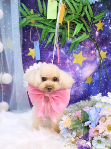 20250713こむぎちゃん